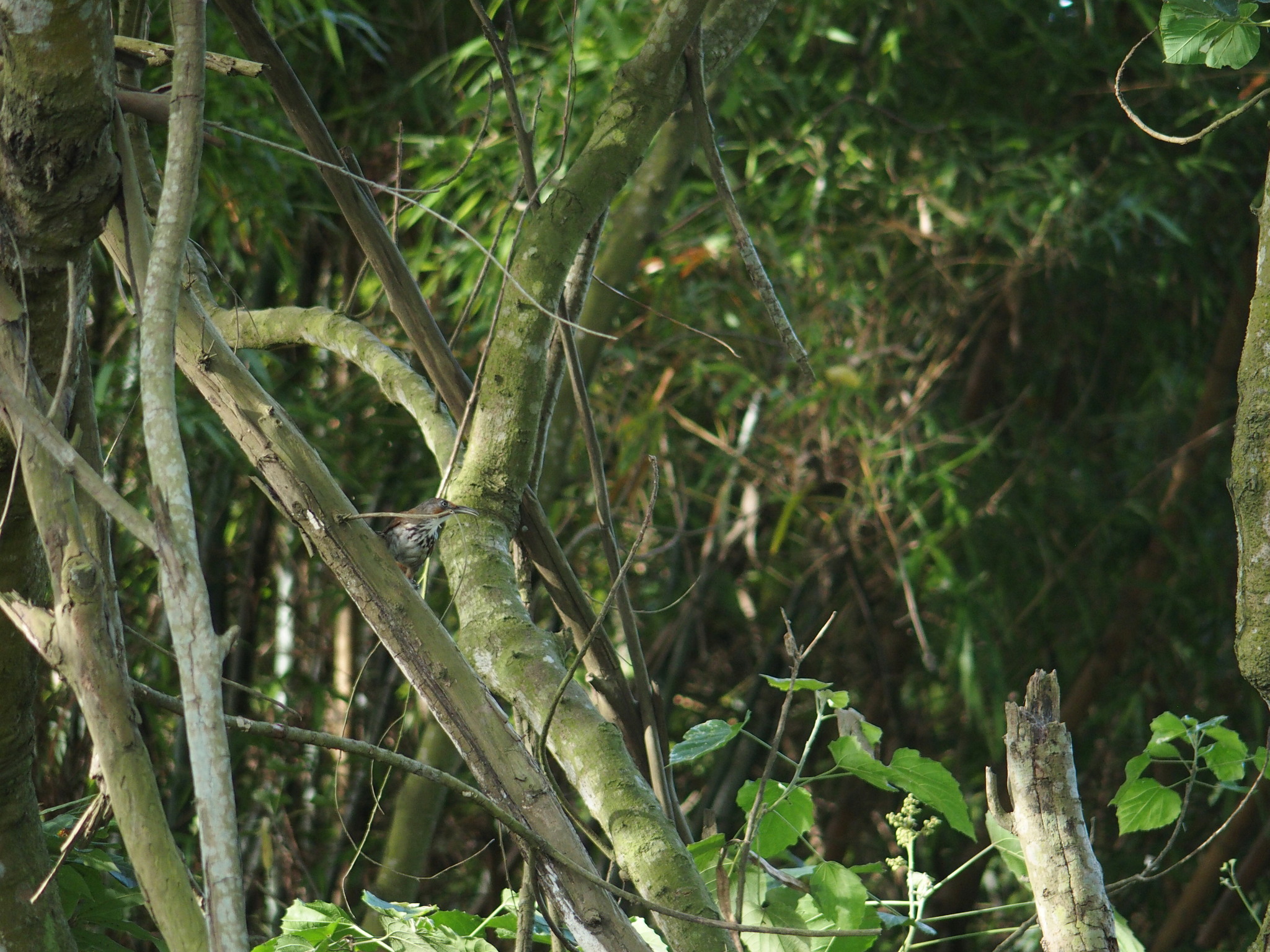 Black-necklaced Scimitar Babbler