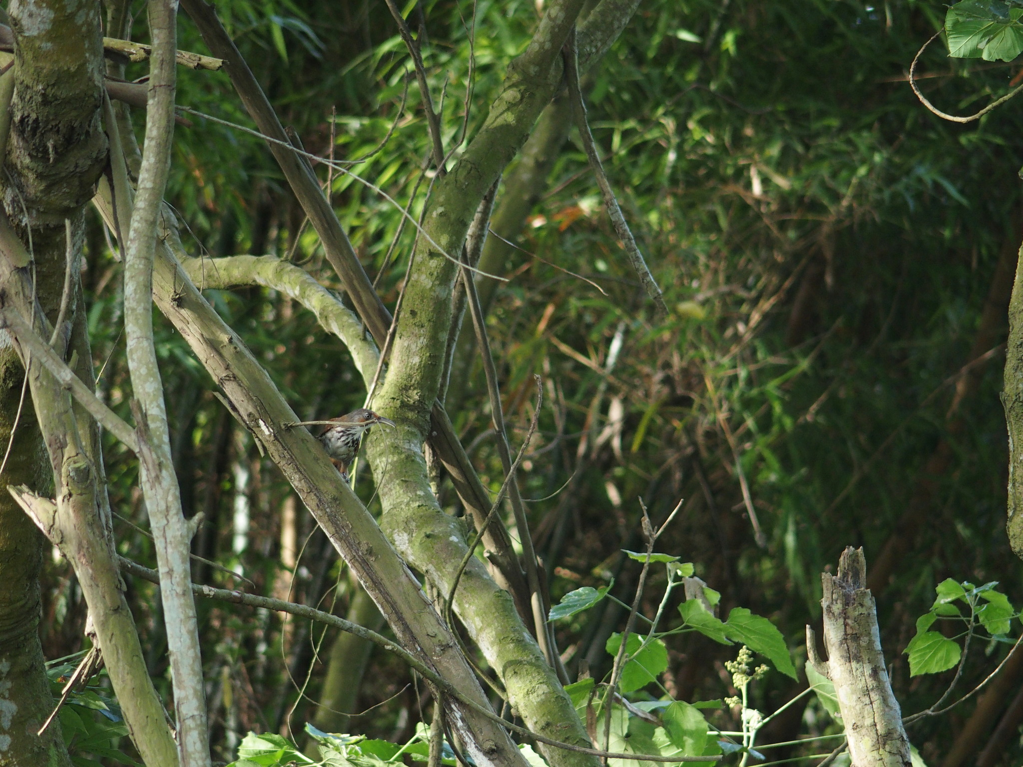 Black-necklaced Scimitar Babbler
