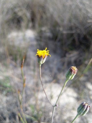 Image of Othonna linearifolia by (c) Jacques van der Merwe, some rights reserved (CC BY-SA)