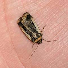 Proteuxoa tortisigna