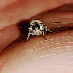 Proteuxoa tortisigna