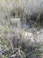 Othonna linearifolia