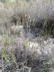 Othonna linearifolia