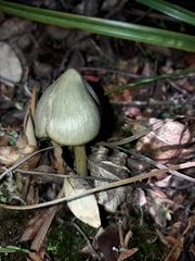 Entoloma canoconicum