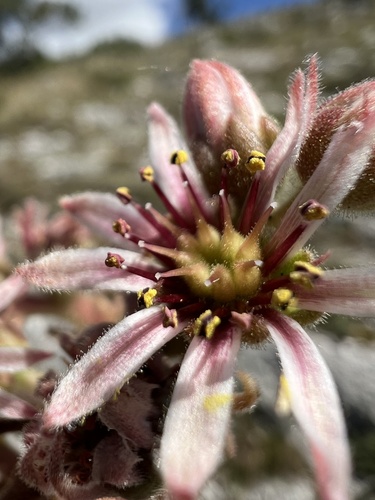 Image of Sempervivum marmoreum by no rights reserved