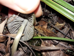 Entoloma canoconicum