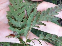 Loxsoma cunninghamii