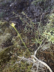 Genoplesium pumilum