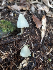 Entoloma canoconicum