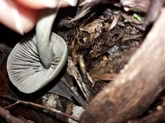 Entoloma canoconicum