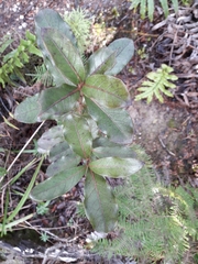 Coprosma dodonaeifolia