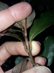 Coprosma dodonaeifolia