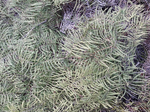 Gleichenia inclusisora (Gleichenia inclusisora)