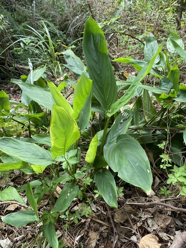 Maranta arundinacea