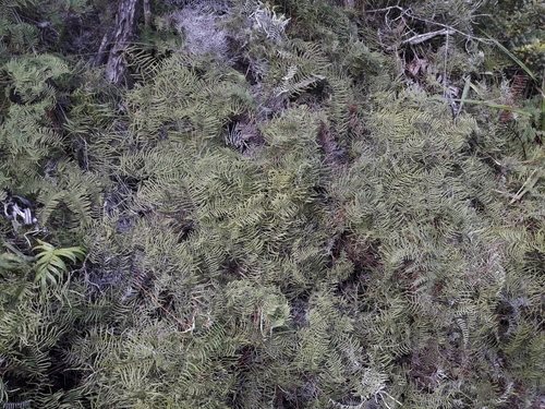 Image of Gleichenia inclusisora by (c) naturewatchwidow, some rights reserved (CC BY)
