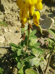 Cytisus nigricans