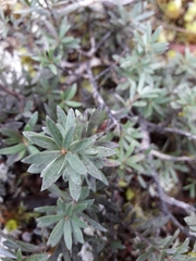 Kunzea sinclairii