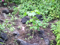 Hibiscus brackenridgei