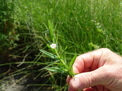 Gratiola officinalis