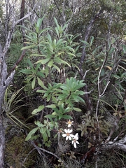 Brachyglottis kirkii