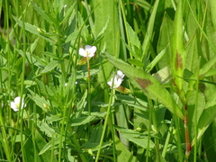 Gratiola officinalis