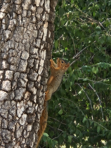Eastern Fox Squirrel photographed in Kansas