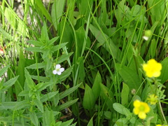 Gratiola officinalis