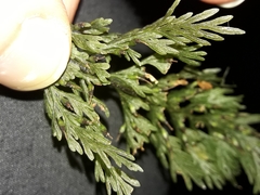 Trichomanes strictum