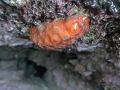 Cryptoconchus porosus