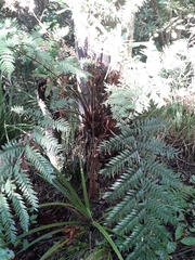 Dicksonia lanata