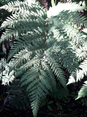 Dicksonia lanata