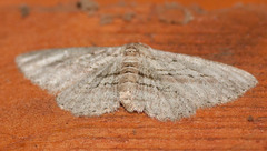 Iridopsis vellivolata