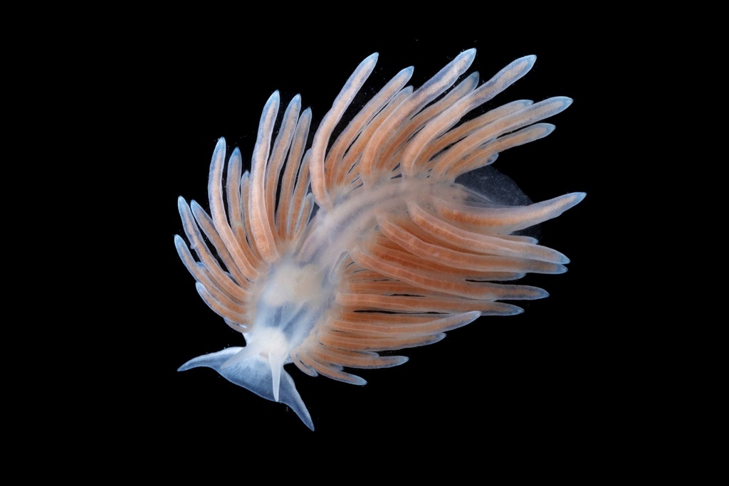 Aeolidina
