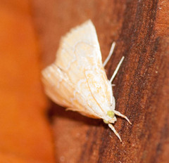 Glaphyria sesquistrialis