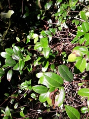 Metrosideros albiflora