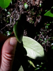 Metrosideros albiflora