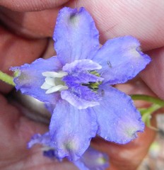 Delphinium gracilentum