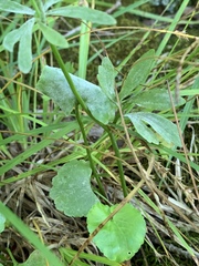 Ranunculus allegheniensis