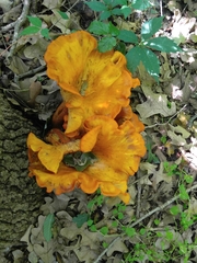 Omphalotus subilludens