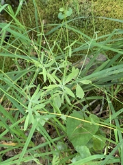 Ranunculus allegheniensis