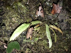 Notogrammitis pseudociliata