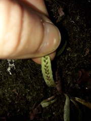 Notogrammitis pseudociliata