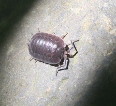 Trachelipus arcuatus