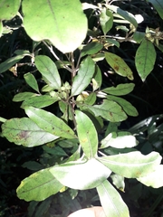 Coprosma dodonaeifolia