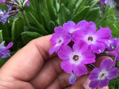 Primula longipes