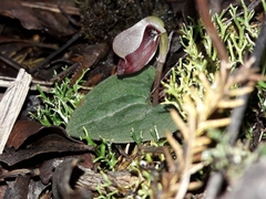 Corybas rotundifolius