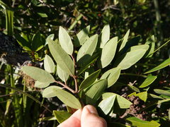 Metrosideros × subtomentosa, photograph Jacqui Geux, CC BY, iNaturalist via GBIF