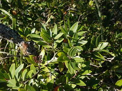 Metrosideros × subtomentosa, photograph Jacqui Geux, CC BY, iNaturalist via GBIF