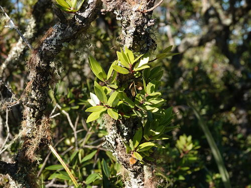 Metrosideros × subtomentosa, photograph 3