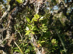 Metrosideros × subtomentosa, photograph Jacqui Geux, CC BY, iNaturalist via GBIF